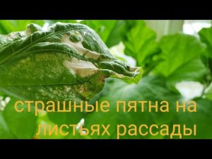 Пятна на листьях рассады Такого еще не было Болезнь, вредители или ожог? Уход за рассадой баклажан