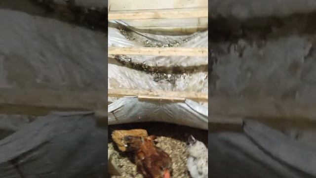 Мой курятник своими руками на 10-15 кур смотреть онлайн