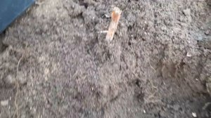 Как Быстро размножить малину , самый лучший способ.