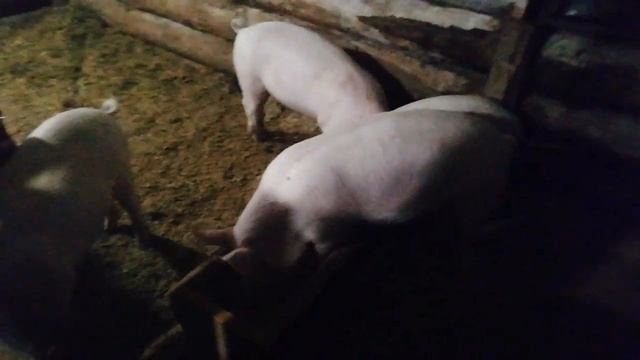 Как кормить свиней. Какое кормление свиней лучше - сухое или влажное, плюсы и минусы. смотреть онлайн