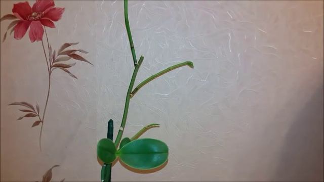 Happy New Year!!! Орхидеи в пенопласте. Два цветоноса на детке?! смотреть онлайн