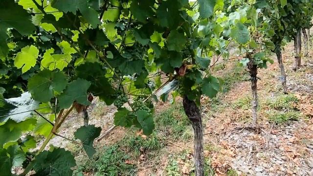 Долина РЕЙНА Часть II + ЛЕГЕНДА #рейн #германия #виноградники смотреть онлайн