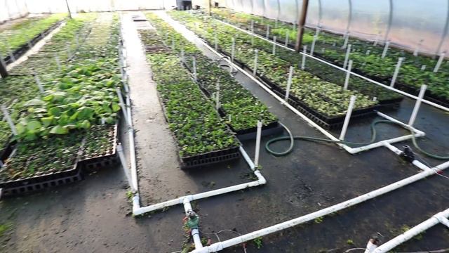 Plant Propagation of Rooted Cuttings in a Greenhouse смотреть онлайн