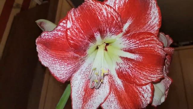 Hippeastrum FLAMENCO QUENN - Amarillis