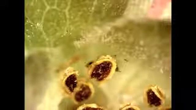 Thrips tabaci трипс табачный смотреть онлайн