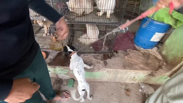 Hamara Guard Dog aa Gaya ? Shikari Nikla смотреть онлайн
