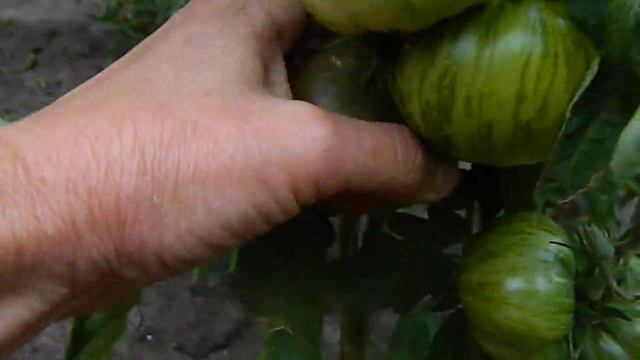 Томат Тай Дей Фреда гном. смотреть онлайн