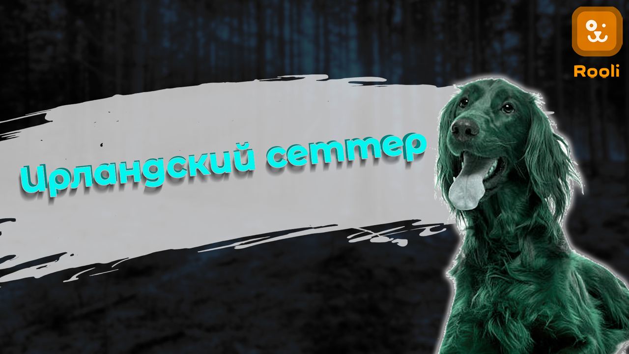 Ирландский красный сеттер: уникальная порода собак со стандартами смотреть онлайн