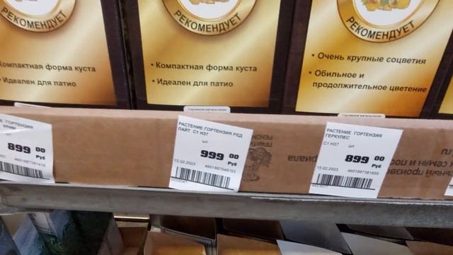 Новый завоз растений для дачи в ОБИ.16 февраля 2023г смотреть онлайн