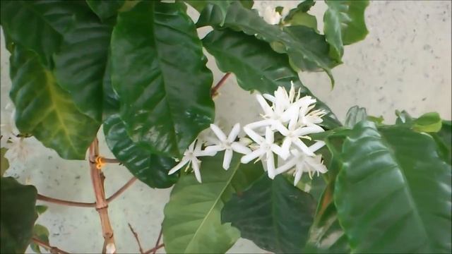 как расцветают цветы у дерева кофе! смотреть онлайн