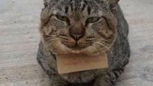 Домашний кот исчез, но вернулся через 3 дня с запиской о денежном долге! смотреть онлайн