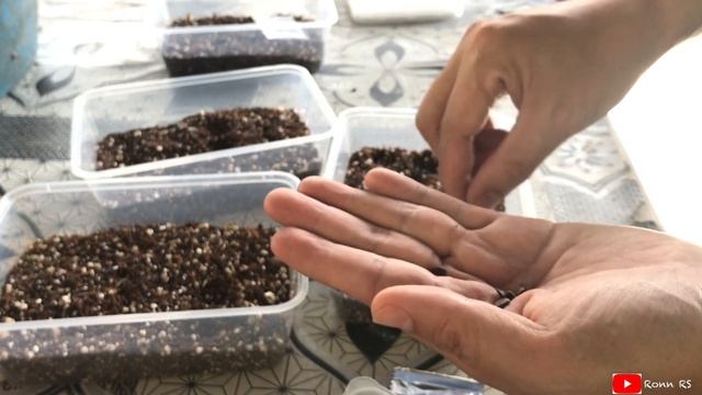 Growing Cactus & Pachypodium From Seeds | dec19 смотреть онлайн