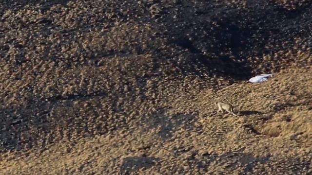 Снежный барс в Горном Алтае