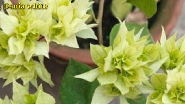 Best 30 Bougainvillea Varieties With Names / Bougainvillea Flower