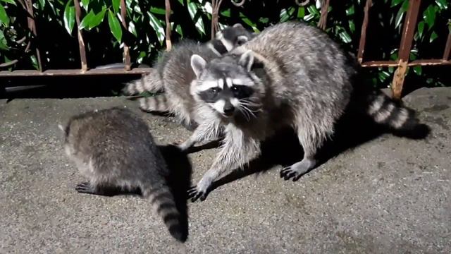 А ну, кто на нас?. смотреть онлайн