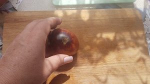 Обзор томатных гномов.Вкусное вино, Полосатый Энто, Мулат, Тасманский шоколад.