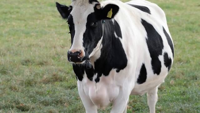 Про корову и змею. Хотите верьте, хотите нет! смотреть онлайн