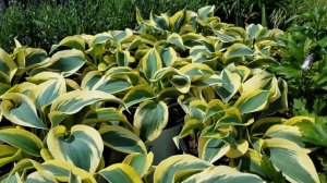 Hosta Autumn Frost