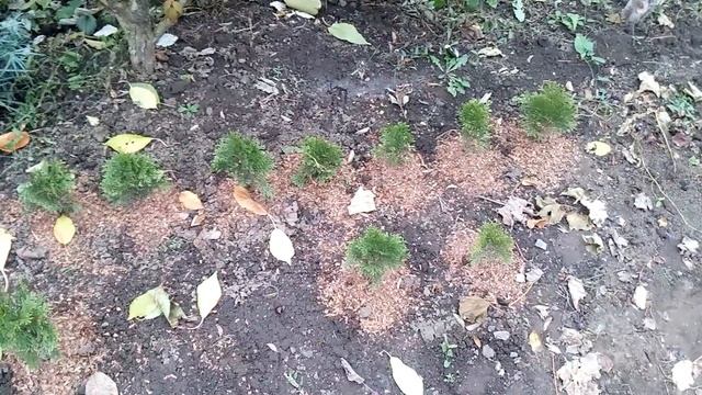 Утепляем саженцы туи на зиму! смотреть онлайн