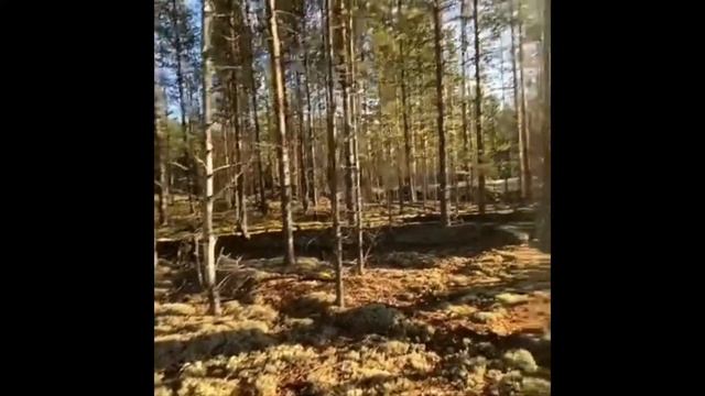 Ивдель лес??? смотреть онлайн