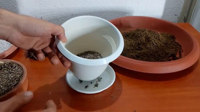 How to repot Zebra plant Haworthia смотреть онлайн