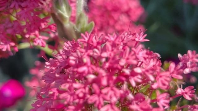 What I can’t wait to see come back in 2023 - Lychnis coronaria & Centranthus Ruber смотреть онлайн