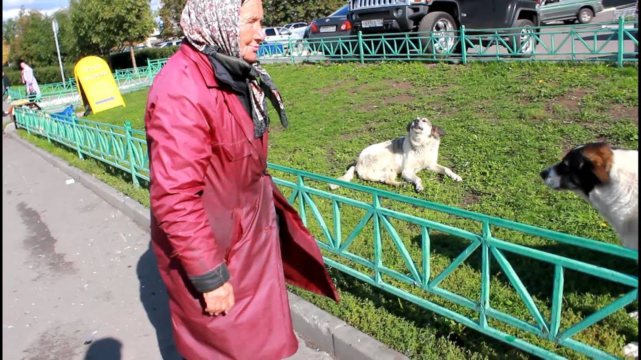 Собака ругается с бабушкой смотреть онлайн