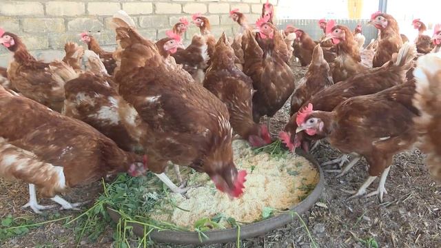 Солигорская птицефабрика освоила напольно-выгульное содержание несушек смотреть онлайн