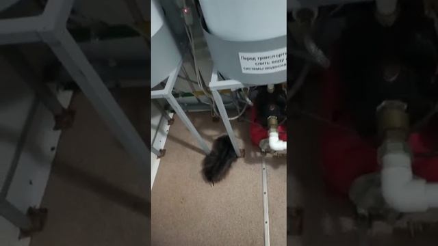 Перепутал шапку с собакой