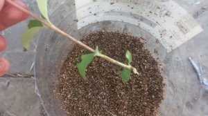 Зеленое черенкование чубушника.