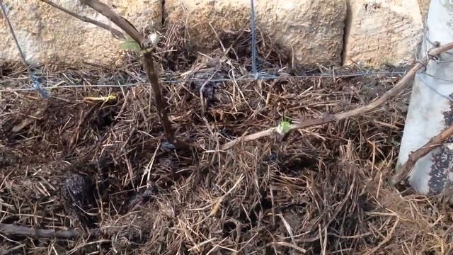 Когда и как подкармливать виноград смотреть онлайн