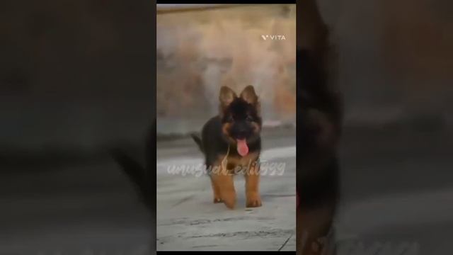 эдит(немецкая овчарка) я вернулась???