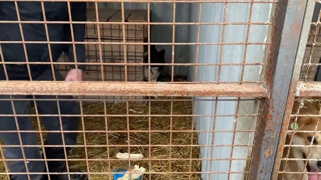 Дед Мороз для бездомных животных. Реакция кошек и собак на подарки ?? смотреть онлайн