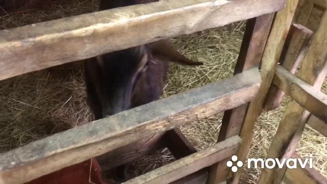 Наши новости из козовника😊 и курятника😁🐓🐓🐓 смотреть онлайн