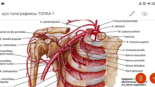 қол топографиясы/ бұғана асты және жауырын аймағы, a.axillaris топографиясы смотреть онлайн