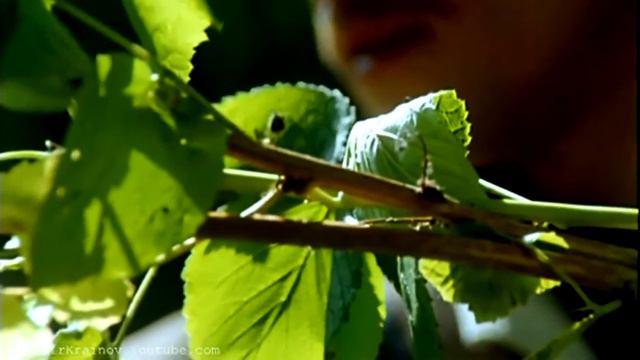 Вишенки группа СССР смотреть онлайн