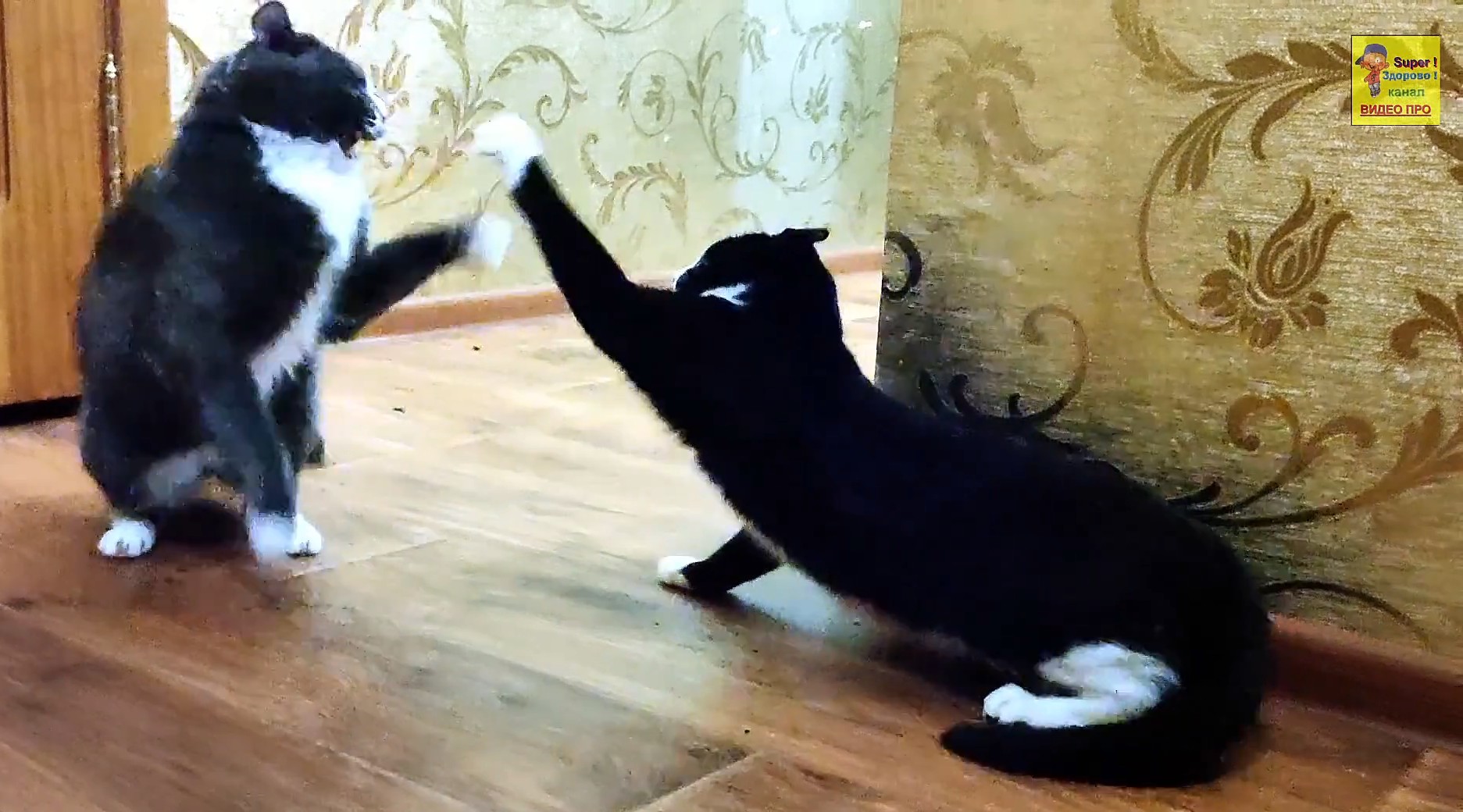 Кот хочет кошку смотреть онлайн