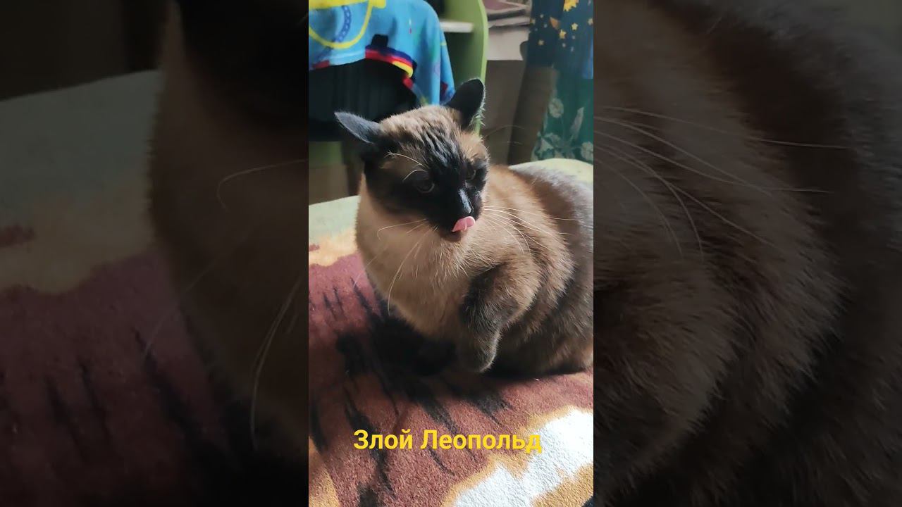 Злой Тайский Леопольд смотреть онлайн