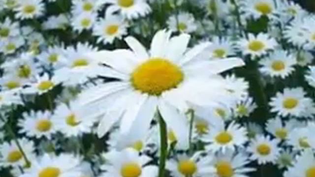 ВЛАДИМИР ЗЫБКИН - ПОДБИРАЙТЕ СЛОВА