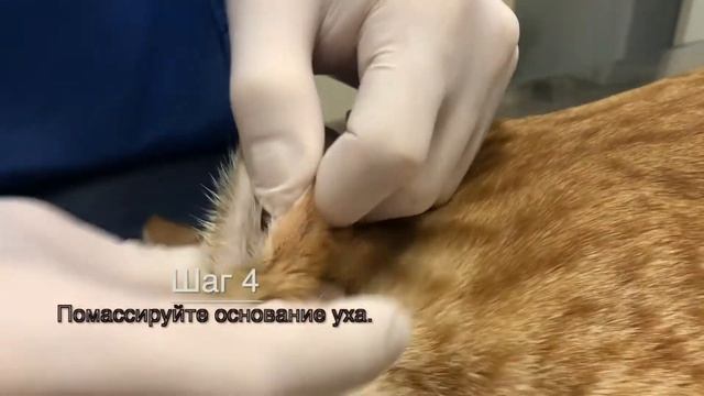 Как почистить уши кошке или собаке? смотреть онлайн