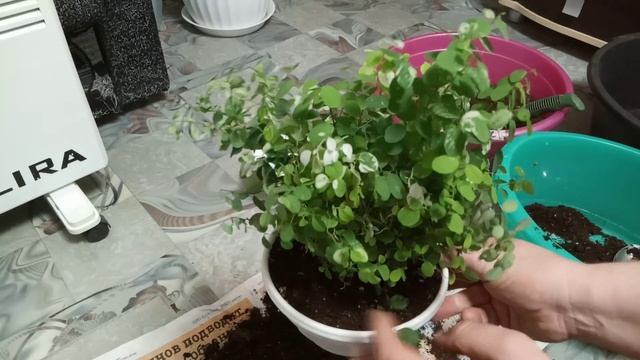 Комнатные Растения. Пересадка Брейнии и Абутилонов. смотреть онлайн