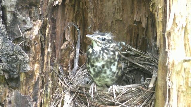Гнездо дрозда. смотреть онлайн