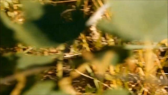 ЛЕКАРСТВЕННЫЕ РАСТЕНИЯ ЛЕСА (ДРЕВЕСНЫЕ) смотреть онлайн