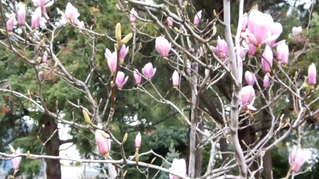 ТЮЛЬПАНОВОЕ ДЕРЕВО ? КРАСОТИЩА!!!!!!!!!!! смотреть онлайн