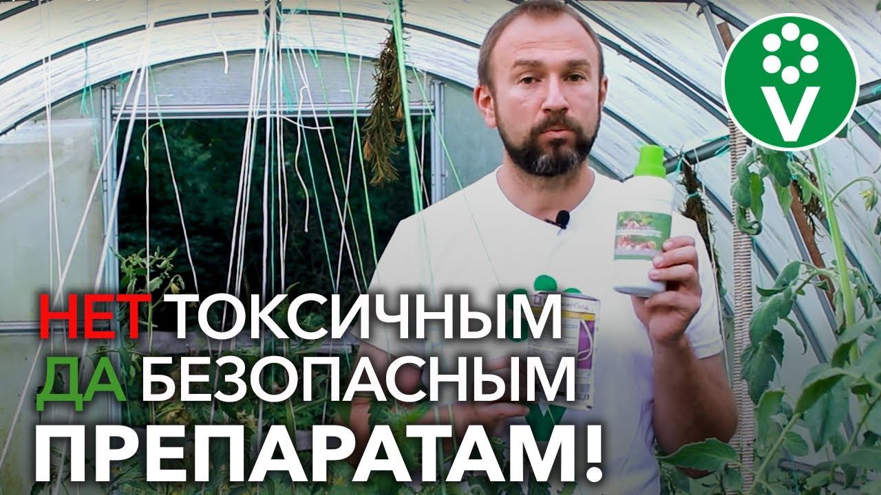 ФИТОФТОРА АТАКУЕТ? Вот лучшее средство для спасения помидоров! смотреть онлайн