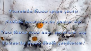 Ромашка белая среди зимы