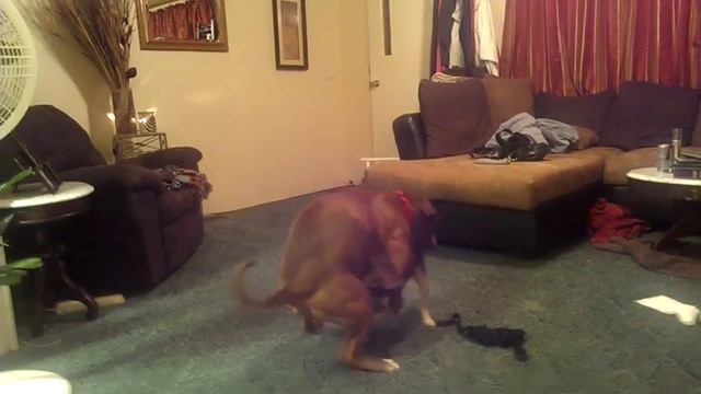 Pitbull humps Chihuahua смотреть онлайн