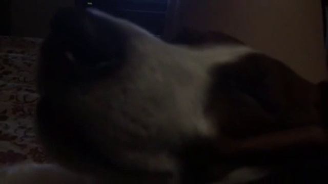 Собака храпит во сне смотреть онлайн