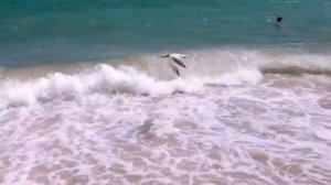 КАК ОТДЫХАЮТ РУССКИЕ НА МАЙАМИ БИЧ? СУПЕР ПЛЯЖ НА БЕРЕГУ АТЛАНТИЧЕСКОГО ОКЕАНА  | Анна в США