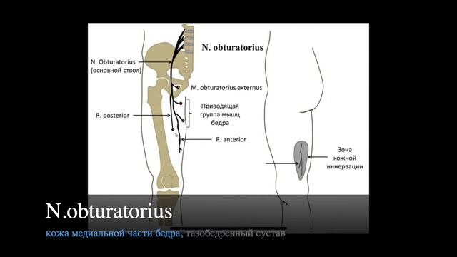 Пояснично-крестцовое сплетение(plexus Lumbosacralis)
